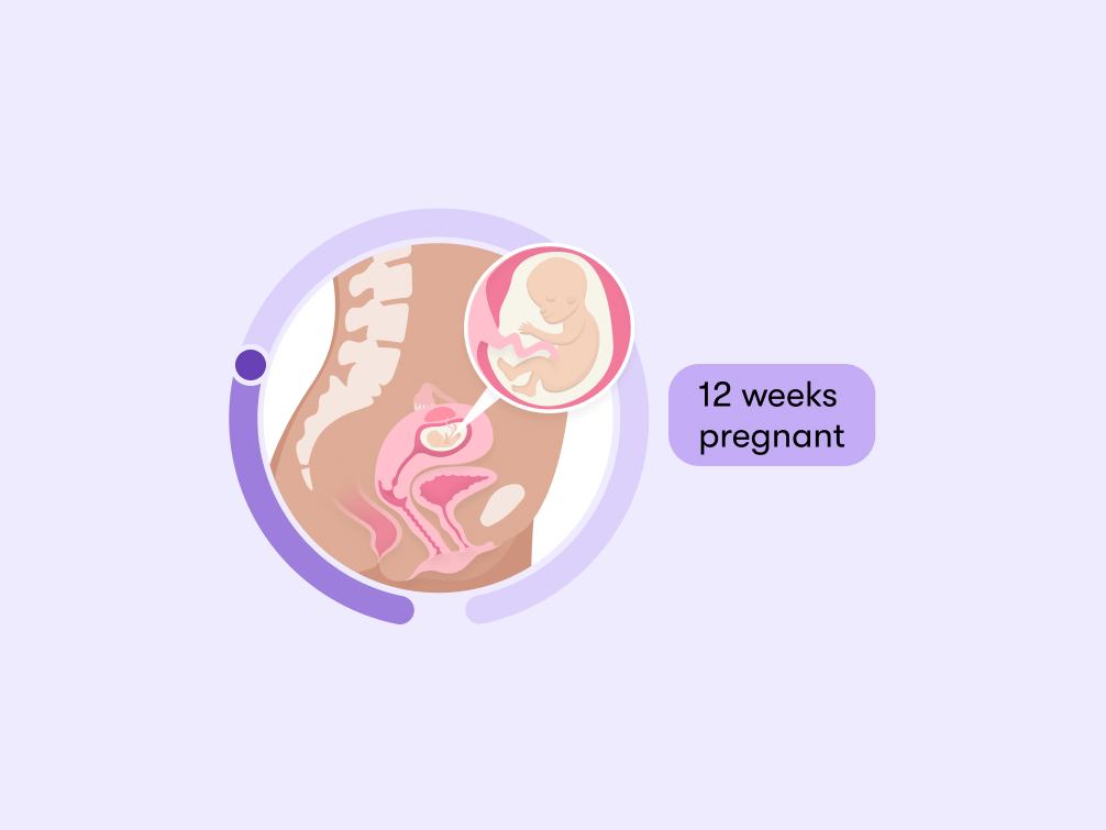 12 weeks pregnant Symptoms tips and baby development